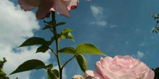 Imagem do grupo de WhatsApp 🪴"Tudo sobre Rosas"🌹