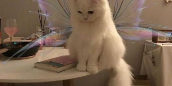 Imagem do grupo de WhatsApp Apocalípticos