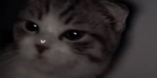 Imagem do grupo de WhatsApp 𝙼𝙾𝙾𝙽 𝚁𝚄𝙽𝙽𝙴𝚁𝚂 🌙