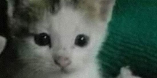 Imagem do grupo de WhatsApp Família WC☠️