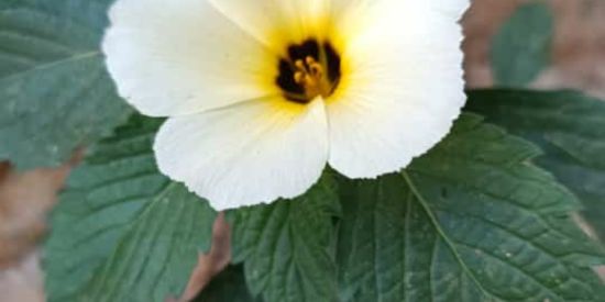 Imagem do grupo de WhatsApp Procure seu amor verdadeiro 💓