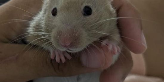 Imagem do grupo de WhatsApp Os apocalípticos😼