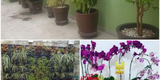 Imagem do grupo de WhatsApp Jardinagem & Paisagismo RJ | Vivendo & Aprendendo  💐🌺🌴🌳