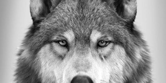 Imagem do grupo de WhatsApp Wolfbood