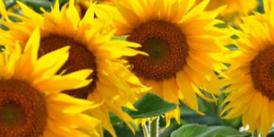 Imagem do grupo de WhatsApp Plantas e mais plantas!