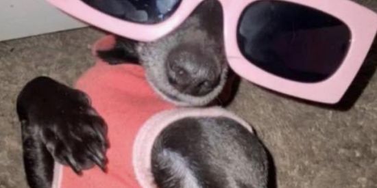 Imagem do grupo de WhatsApp Chat Moranguinho