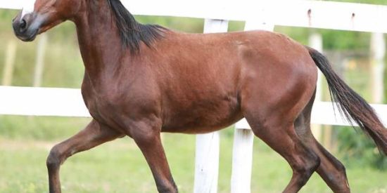 Imagem do grupo de WhatsApp Rifa do potro mangalarga machado documentado