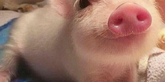 Imagem do grupo de WhatsApp Chat da Bia porquinho🐽