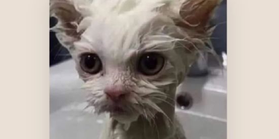 Imagem do grupo de WhatsApp ˶⁠ 𝓦𝓮𝓫 𝓐𝓶𝓲𝔃𝓪𝓭𝓮𝓼 ˶⁠ 