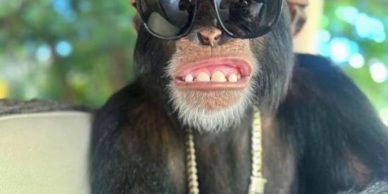 Imagem do grupo de WhatsApp Áudios aleatórios