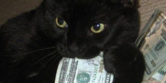 Imagem do grupo de WhatsApp Miau 😽