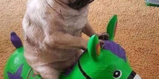 Imagem do grupo de WhatsApp meuca