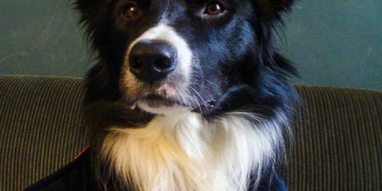 Imagem do grupo de WhatsApp Comportamento Canino 🐕