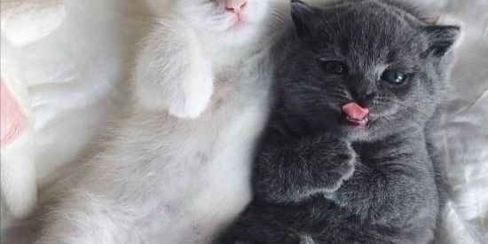 Imagem do grupo de WhatsApp ᏨᎾᏁᏉᎬᏒᏕÃᎾ ᎯᏝᎬᎯᎿÓᏒᎨᎾ