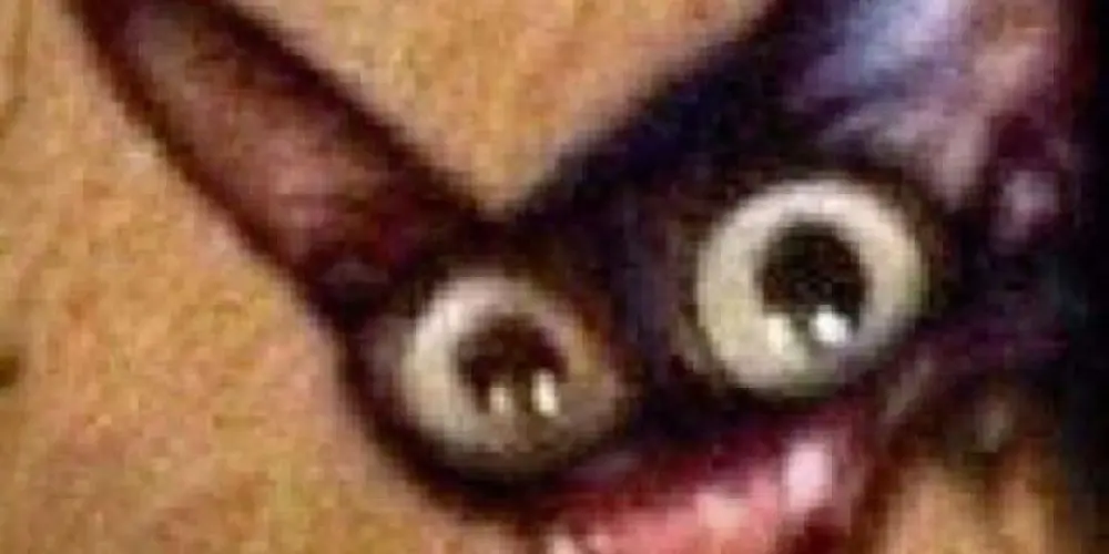 Imagem do grupo de WhatsApp ＊*•̩̩͙✩•̩̩͙*˚ 𝘄𝗲𝗯 𝗰𝗮𝗽𝘀 ˚*•̩̩͙✩•̩̩͙*˚＊