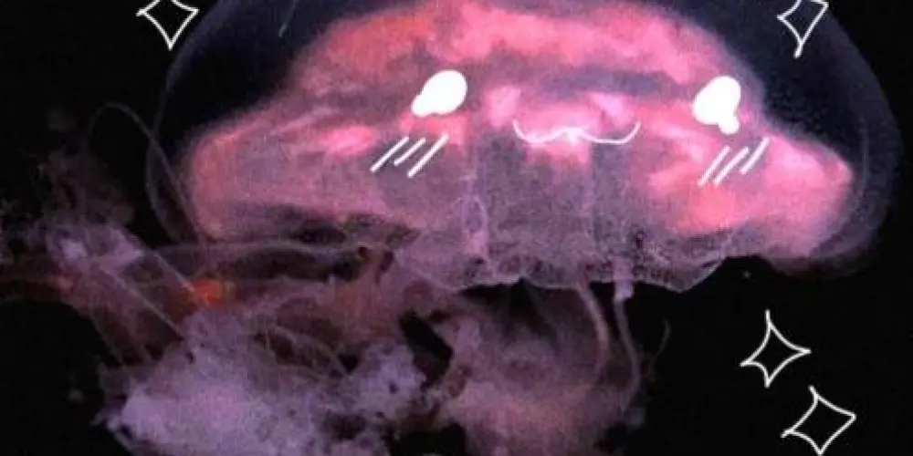 Imagem do grupo de WhatsApp ˙ ✩°˖🪼 ⋆｡˚꩜𝐇𝐨𝐮𝐬𝐞 𝐣𝐞𝐥𝐥𝐲𝐟𝐢𝐬𝐡