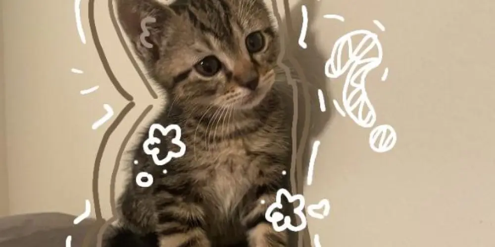 Imagem do grupo de WhatsApp ⋆˚꩜｡𝑺𝑼𝑩𝑴𝑼𝑵𝑫𝑶 ᶻ 𝗓 𐰁