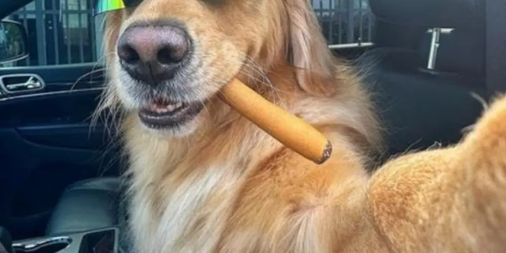 Imagem do grupo de WhatsApp ･:˚.⋆✮★ ₣ⱤłɆ₦Đ₴Ⱨł₱ ₩ł₮ⱧØɄ₮ ฿ØⱤĐɆⱤ₴🌍★✮⋆.˚:･