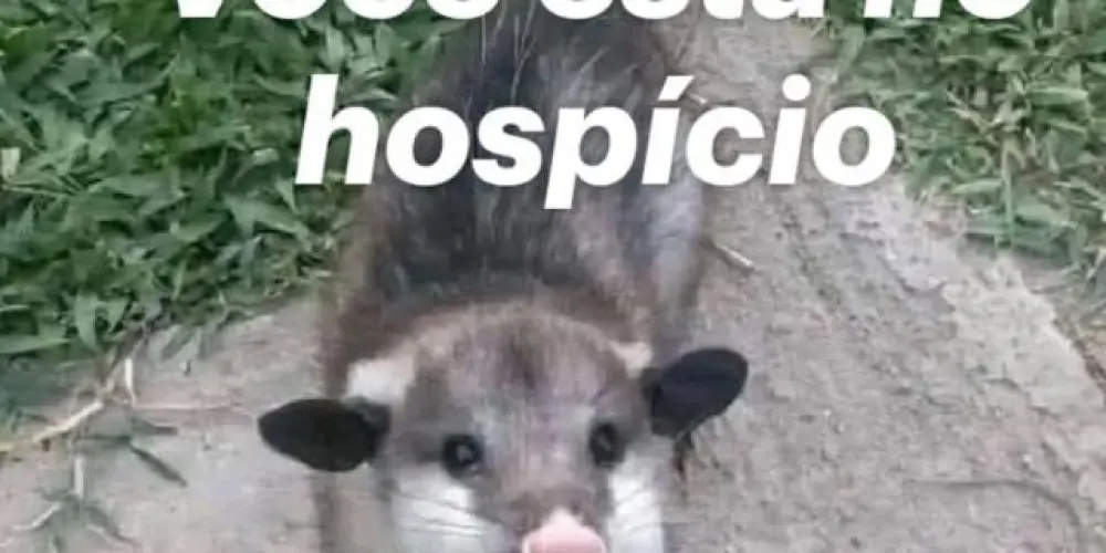 Imagem do grupo de WhatsApp 𝙃𝙤𝙨𝙥𝙞́𝙘𝙞𝙤 0.1