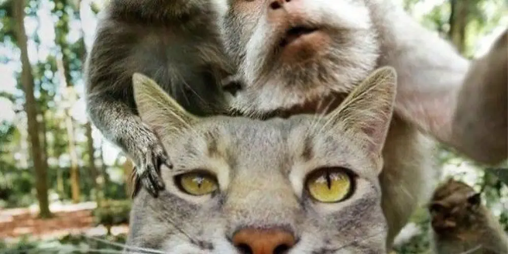 Imagem do grupo de WhatsApp ⸺͟͞𝑪𝑨𝑷𝑺 ϟ 𝑶𝑷𝑬𝑵⃟⃢🩸¹