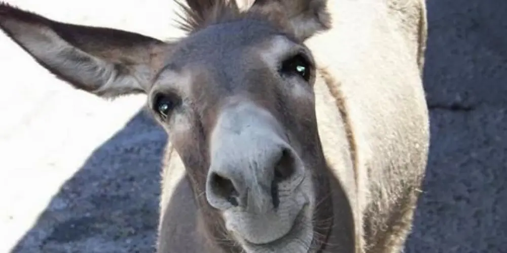 Imagem do grupo de WhatsApp 1% de bateria