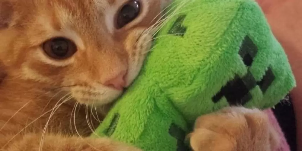 Imagem do grupo de WhatsApp 𝐓𝐇𝐄 𝐏𝐔𝐏𝐏𝐄𝐓 𝐌𝐀𝐒𝐓𝐄𝐑 1.0