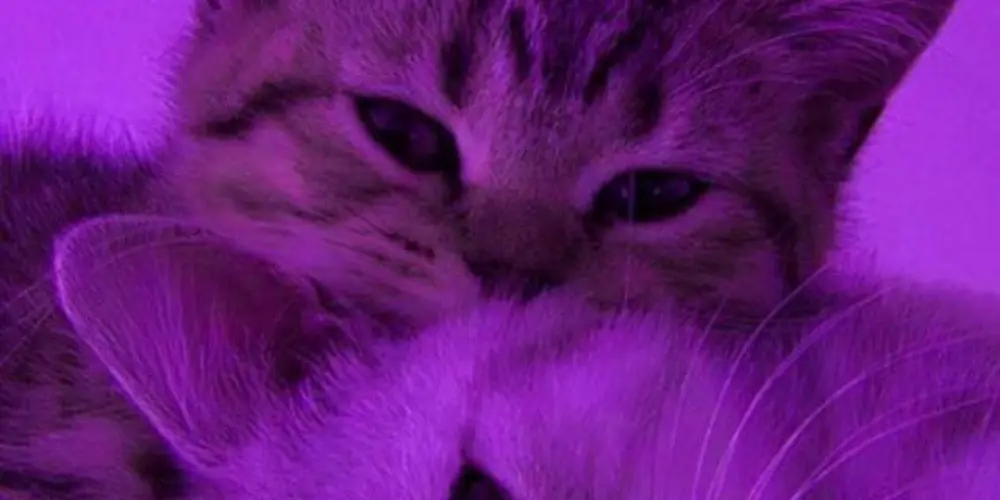 Imagem do grupo de WhatsApp 100% amizade ou namoro