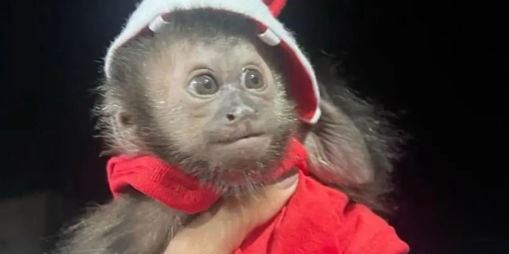 Imagem do grupo de WhatsApp 100% Resenhudo