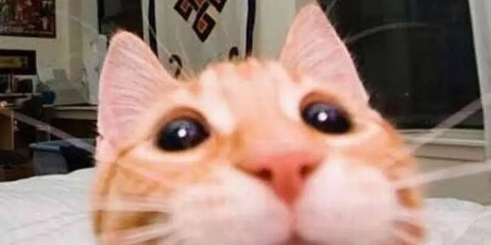 Imagem do grupo de WhatsApp 100% zoeira 🤡