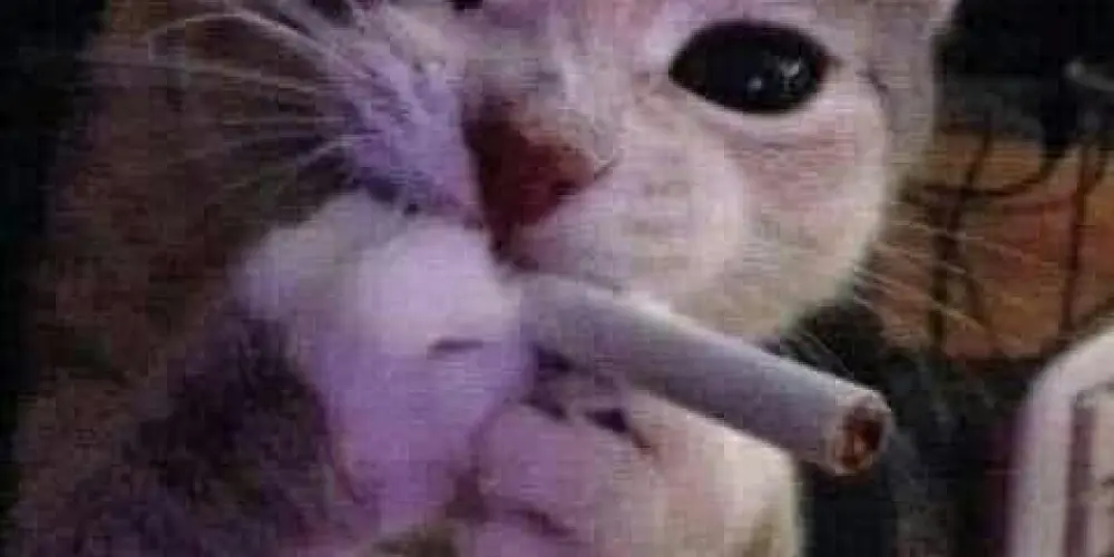 Imagem do grupo de WhatsApp 《100%DE LOUCURA 》🥴