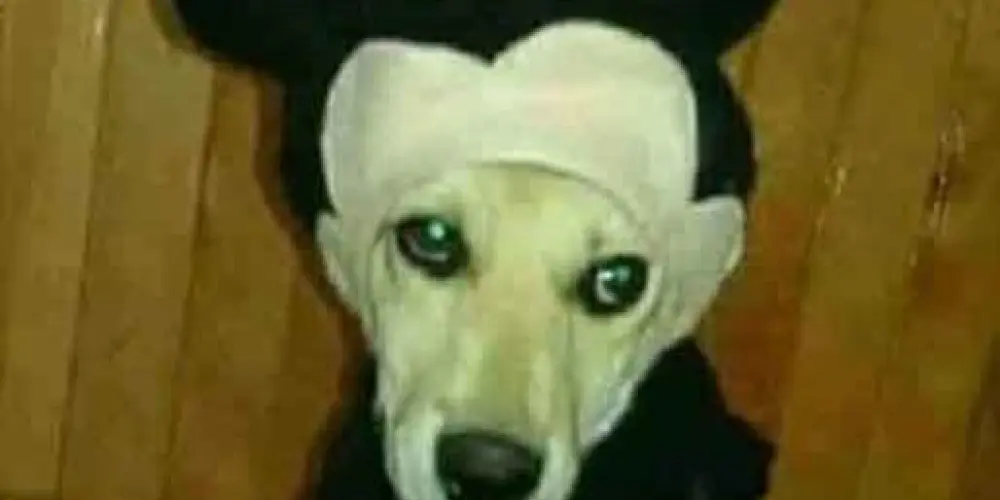 Imagem do grupo de WhatsApp 10ajustados 🚩