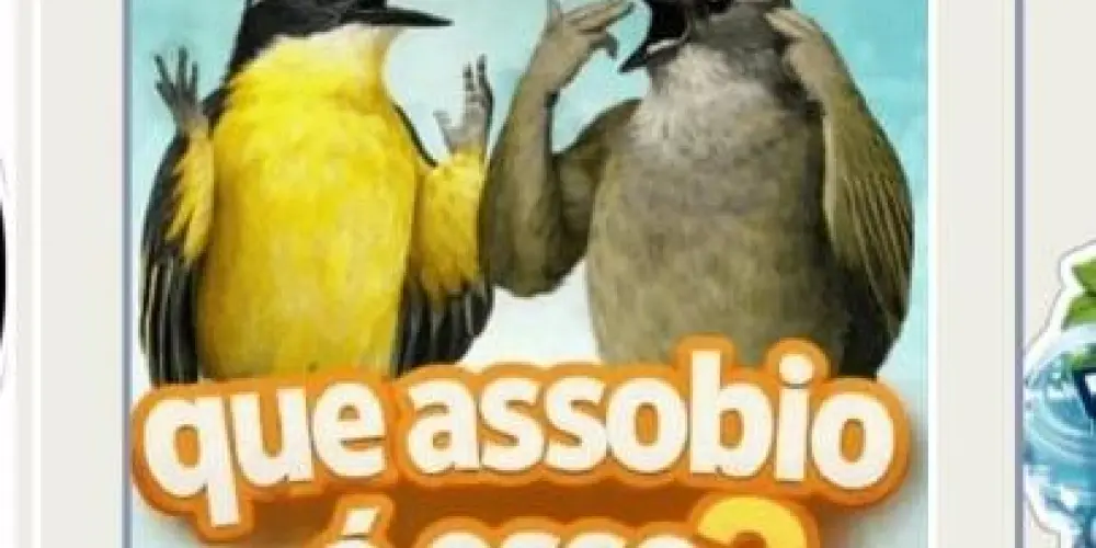 Imagem do grupo de WhatsApp #11 GRUPO DE ASSOBIO🐦🇧🇷
