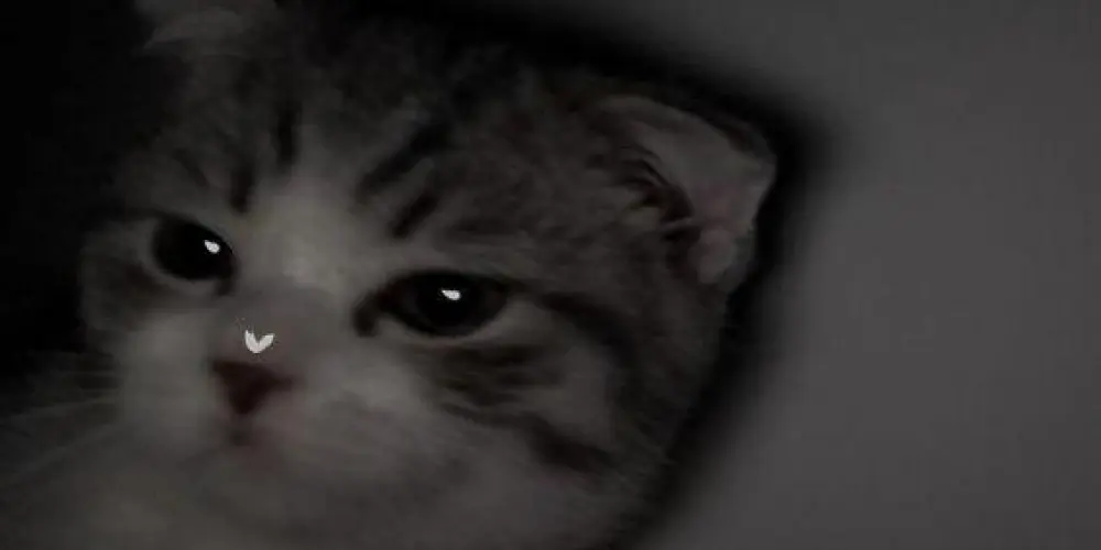 Imagem do grupo de WhatsApp †𝐂𝐡𝐚𝐭 𝐝'𝐋𝐲𝐚¹².★