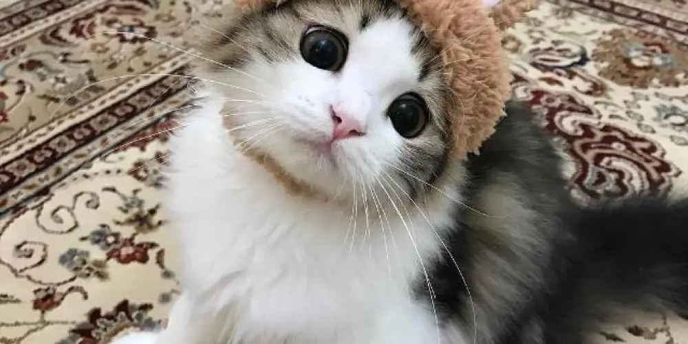 Imagem do grupo de WhatsApp 𝔇𝔯𝔬𝔤𝔞𝔡𝔞𝔪𝔢𝔫𝔱𝔢𝔰 2