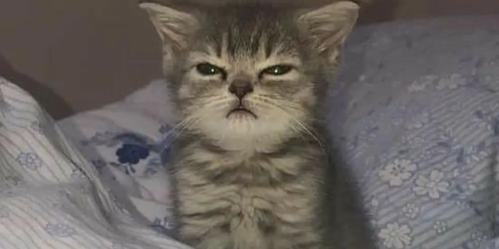 Imagem do grupo de WhatsApp 𝔇𝔯𝔬𝔤𝔞𝔡𝔞𝔪𝔢𝔫𝔱𝔢𝔰 2