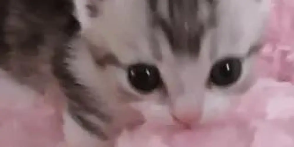 Imagem do grupo de WhatsApp ꒰🌴⌇ 𝑰𝑳𝑯𝑨𝑫𝑶𝑺 𝑵𝑶 𝑴𝑨𝑵𝑰𝑪𝑶̂𝑴𝑰𝑶 #2 ⌇🌴꒱