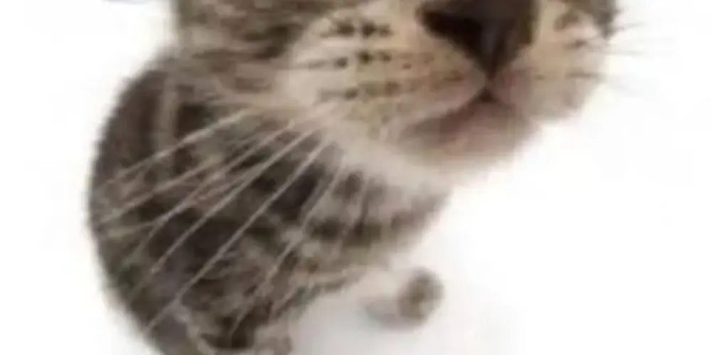 Imagem do grupo de WhatsApp 🄾🅂 🄳🄴🅂🄻🄸🄶🄰🄳🄾🅂 🄳🄾 🄼🅄🄽🄳🄾 2.🄾👑