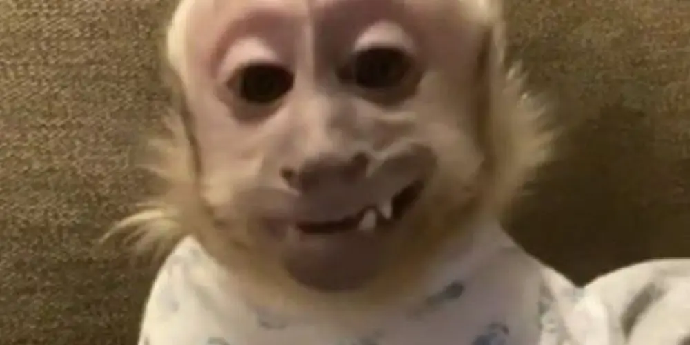 Imagem do grupo de WhatsApp 𝙰𝙼𝙸𝙶𝙾𝚂 𝚆𝙴𝙱 2.0