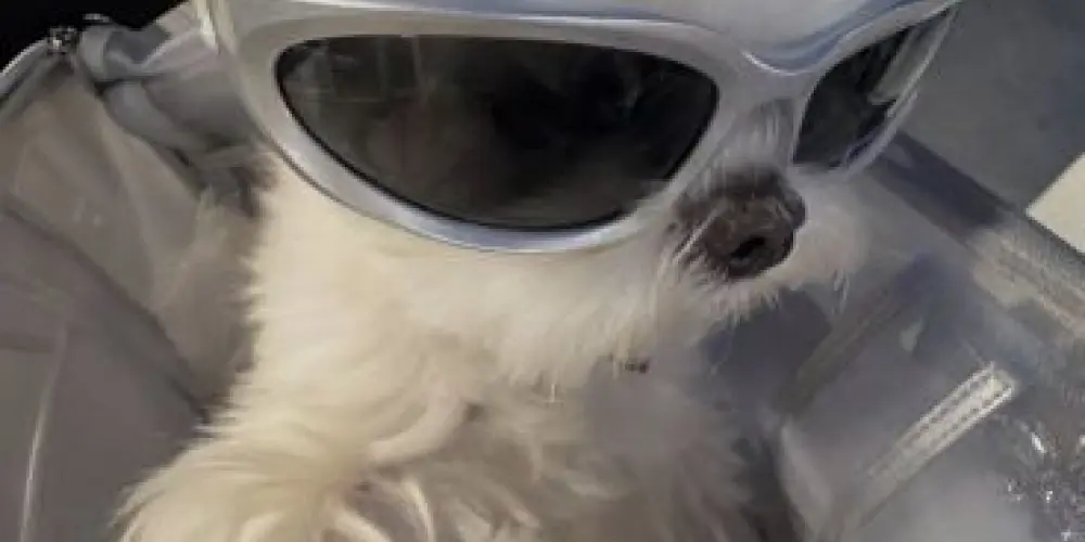 Imagem do grupo de WhatsApp • | ⚠︎ 𝐻☢︎︎𝑆𝑃𝐼𝐶𝐸ᶜʰᵃᵗ 2.0⚠︎ | •