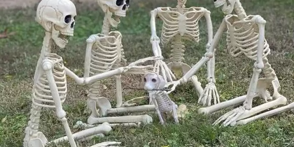 Imagem do grupo de WhatsApp 𝕽𝖊𝖘𝖊𝖓𝖍𝖆 ²⁰²³