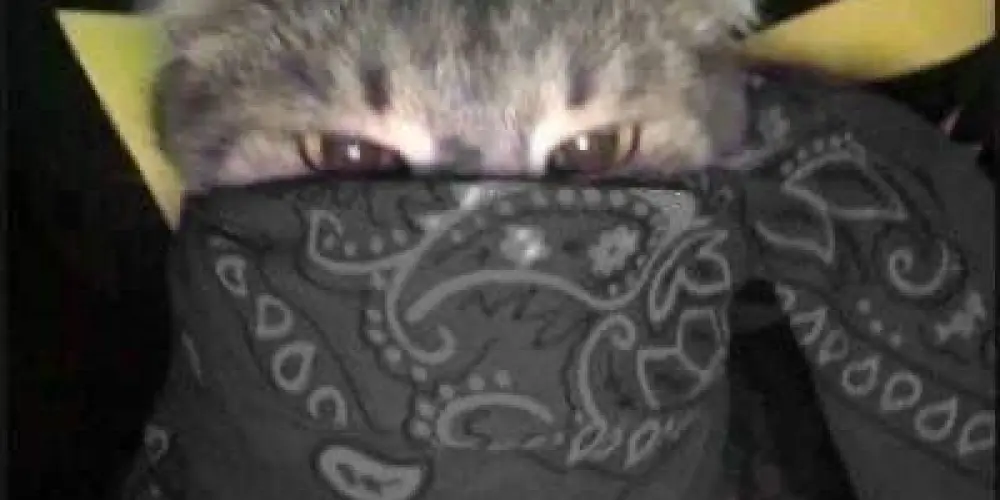 Imagem do grupo de WhatsApp 𝑾𝑬𝑩   𝐏𝐔𝐓𝐄𝐈𝐑𝐎  ²⁴ʰ