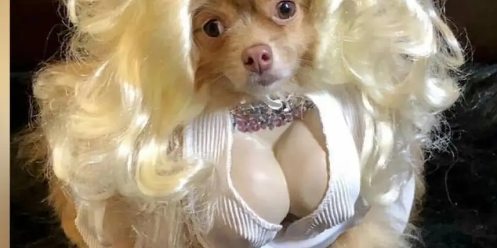 Imagem do grupo de WhatsApp 𝕬𝖒𝖎𝖟𝖆𝖉𝖊 𝖊 𝖟𝖚𝖊𝖎𝖗𝖆 24𝖍