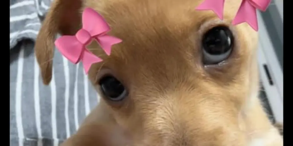 Imagem do grupo de WhatsApp ✦🔮 𝕸𝖆𝖓𝖎𝖈𝖔̂𝖒𝖎𝖔 |²⁴ʰ 𝖔𝖓 🎃✦