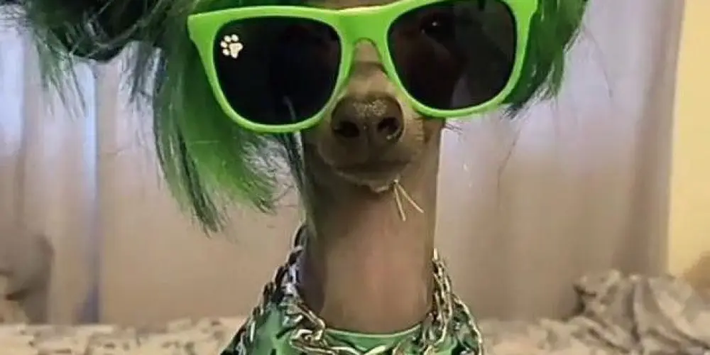 Imagem do grupo de WhatsApp 𝑮𝒓𝒖𝒑𝒐 𝒅𝒐 𝒄𝒂𝒑𝒔 24𝒉🤪💥