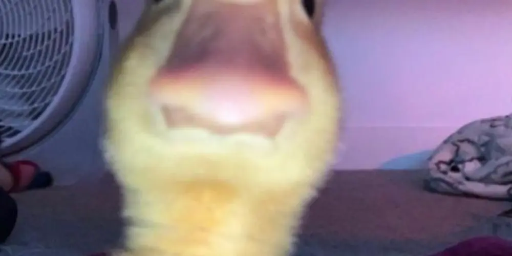 Imagem do grupo de WhatsApp 𝖗𝖊𝖘𝖊𝖓𝖍𝖆𝖘 24 𝖍𝖔𝖗𝖆𝖘 ❤️😈