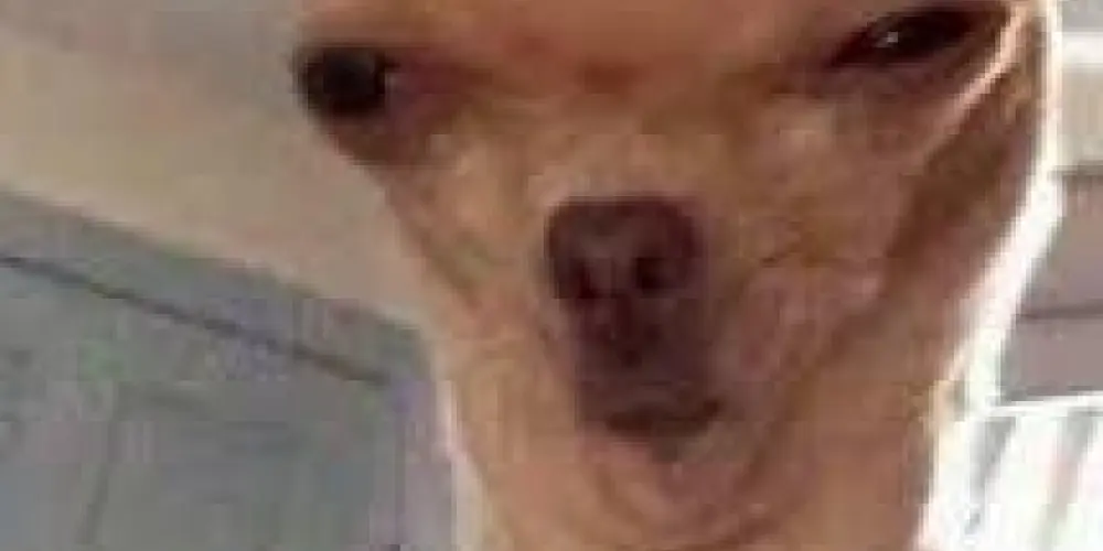 Imagem do grupo de WhatsApp 24 HORAS DE RESENHA