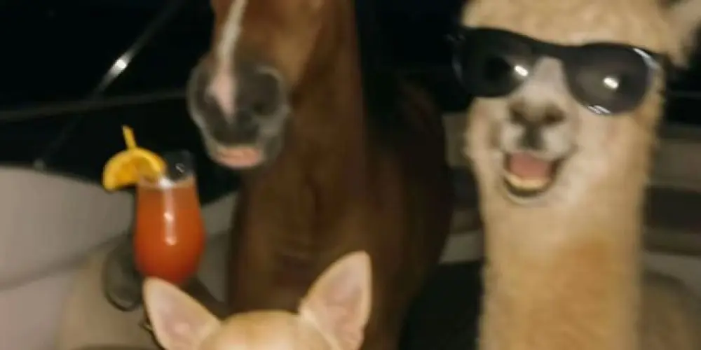 Imagem do grupo de WhatsApp 24 HORAS ON ✅️