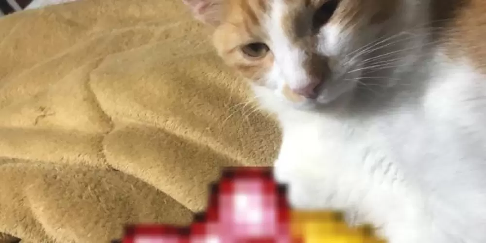 Imagem do grupo de WhatsApp 𝙓𝙀𝙍𝙀𝙇𝘼𝙉𝘿𝙄𝘼 ²⁴hrs