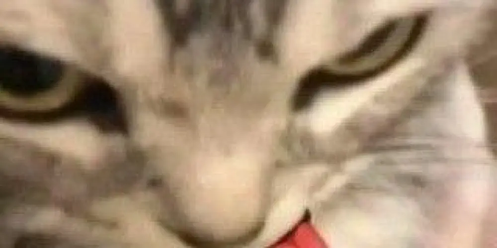 Imagem do grupo de WhatsApp 𝑨𝒎𝒊𝒛𝒂𝒅𝒆𝒔 3.0💗