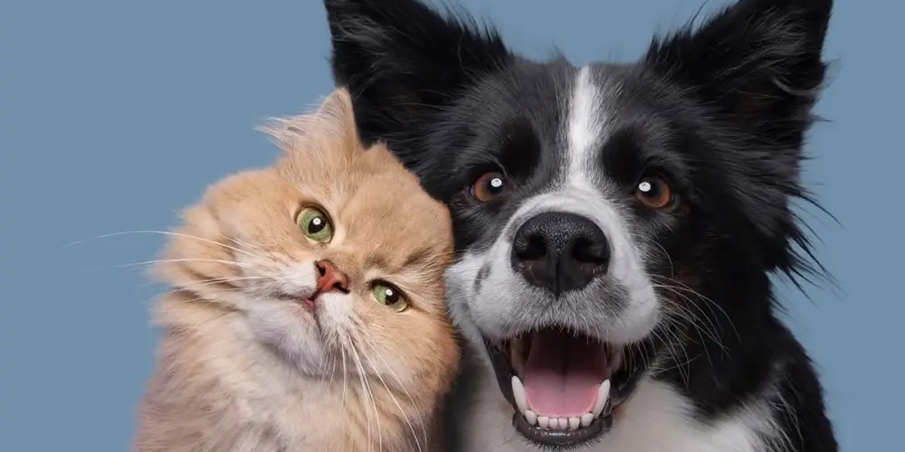 Imagem do grupo de WhatsApp 30 receitas caseiras para seu Pet